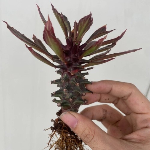 Hermosa planta de cactus suculenta de 8 cm Euphorbia Guentheri Variegata Euphorbiaceae - Imagen 18 de 24