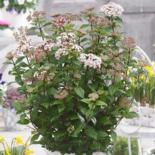 Viburnum Spirit Evergreen Outdoor Garden Shrub White Scented Flowering Pot Plant