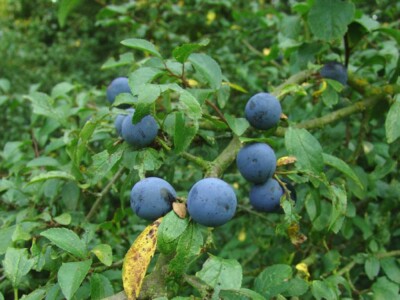Blackthorn / Sloe (Prunus Spinosa) Tree Seeds - 10 Seeds, Free Shipping, Hardy Zones 4-7 7 thumbnail image