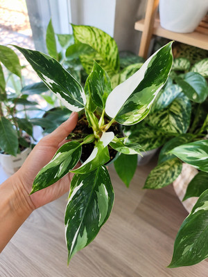 8000A6 Philodendron white Princess Variegata Kletterpflanze 3 Samen