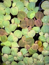 XL Portion of Red Root Floaters