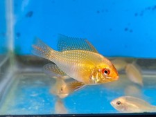 Trio 1M-2F German Gold Ram   Live Dwarf Cichlids for Freshwater Aquarium