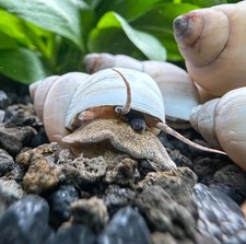 2 White Wizard Trapdoor Snails Filapaludina martensi Freshwater Snails