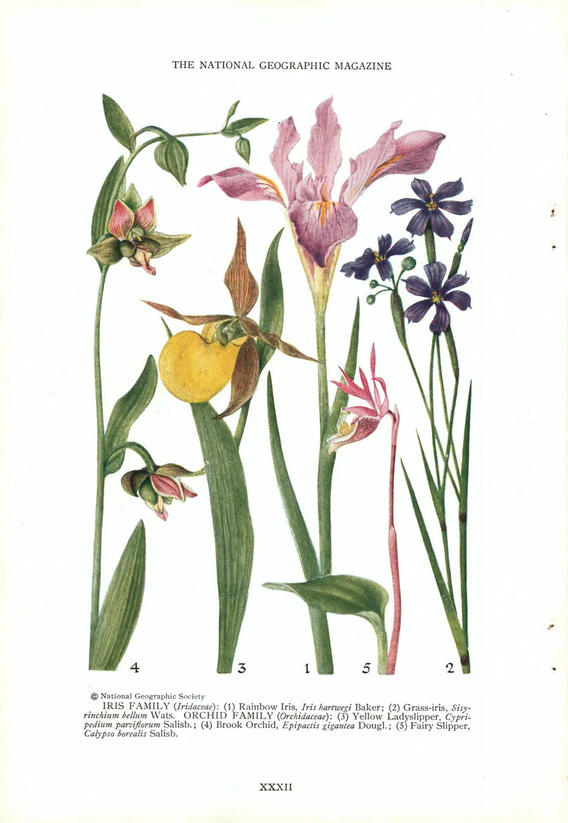 Iris And Orchid Family