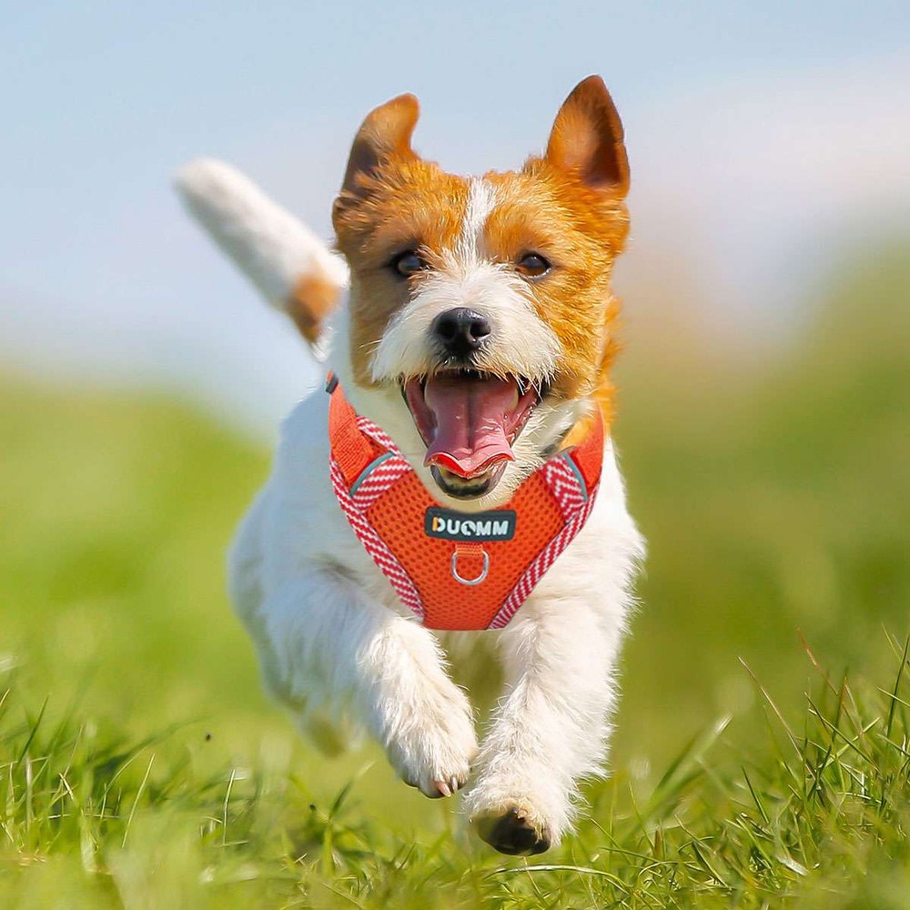 Dog Harness for Small Dogs Adjustable Puppy Cat Harness Vest Pet Outdoor Walking
