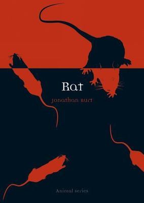 Rat by Burt, Jonathan
