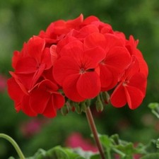 24 Zonal Geranium F1 Horizon Deep Red Hanging Basket Bedding Patio Plug Plants