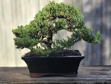 Japanese Juniper Bonsai Tree In 8 Inch Black Ceramic Pot . 