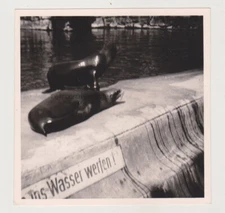 Double Delight Two Seals Relaxing Poolside at the Zoo Unusual Snapshot Photo