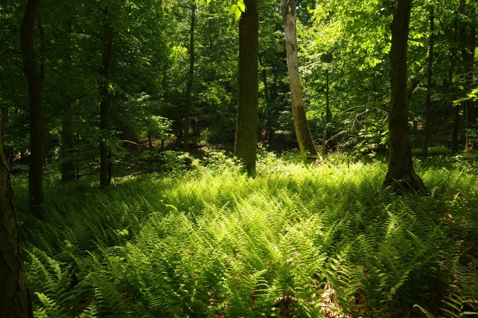 Rokinon 14mm f2.8 ED AS IF UMC ultra-wide lens for Pentax - Image 3 of 4