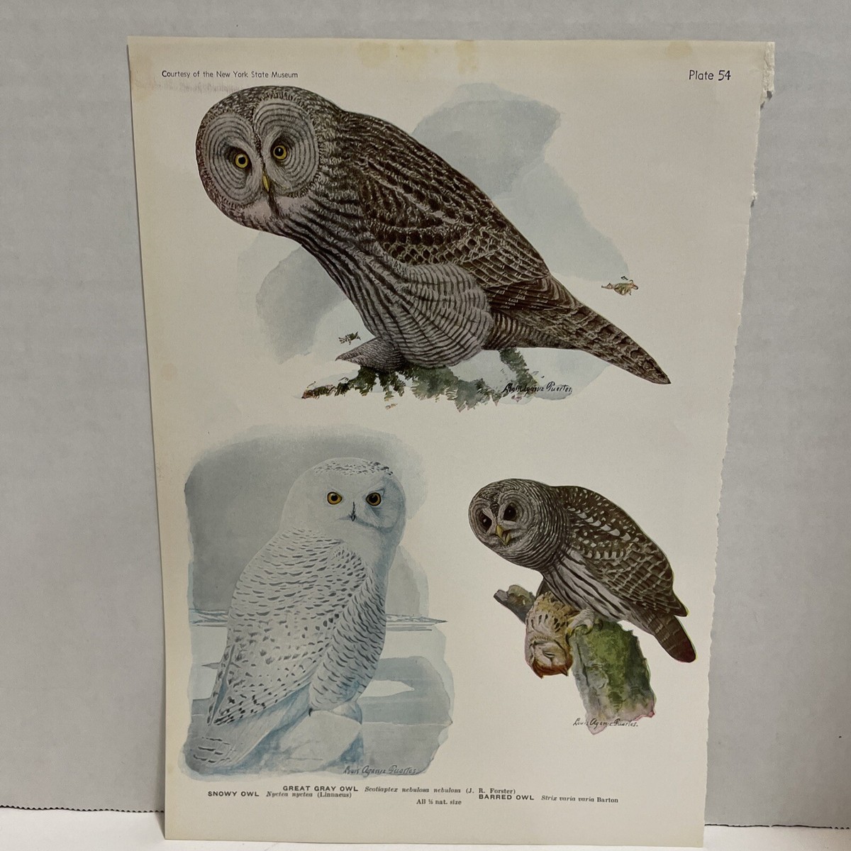 1915 Louis A. Fuertes Lithograph Print Snowy Owl Gray & Barred Owl