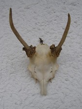 Geweih  Damwild. Spieser. Echtschädel.