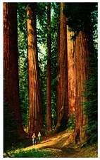 Giant Forest Sequoia National Park California by trail of General Sherman Tree