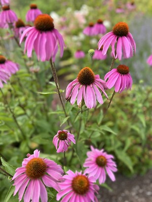 4 burial cemetery plots In Roseland Memorial Gardens In Jackson, Michigan