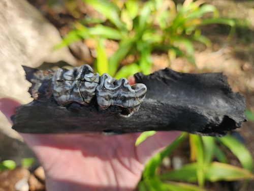 Tapir Jaw W 2 Teeth Florida Fossil Bone Valley Blue Fully Mineralized