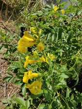 HOJAS DE TRONADORA ESPERANZA ARBOL DE SAN PEDRO ESCANDOR 2 ONZAS TECOMA STANS