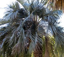 Butia capitata SEEDS - SAMEN | Jellypalme | Pindopalme