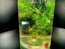 BIG! Freshwater GOLD! Instantly establish 10g tank! Scuds+ blackworm+shrimp+MORE