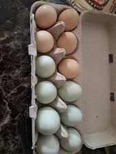 Fertile, Ayam  Somani eggs.