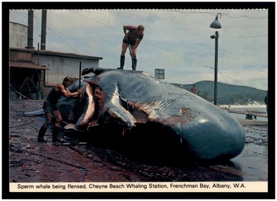 Postcard RPPC - Sperm Whale being Flensed, Cheyne Beach Whaling Station , Albany