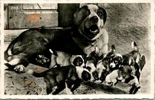 Grand St Bernard and Puppies RPPC Postcard Unused (33653)