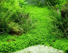Super ANGEBOT4x 1000 St.Samen.3-5cm. für Aquarien Süßwasser u.Feuchtterrarien
