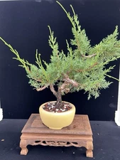 Shimpaku Juniper Bonsai – 10–14 Years Old | Natural Movement | Yixing Pot