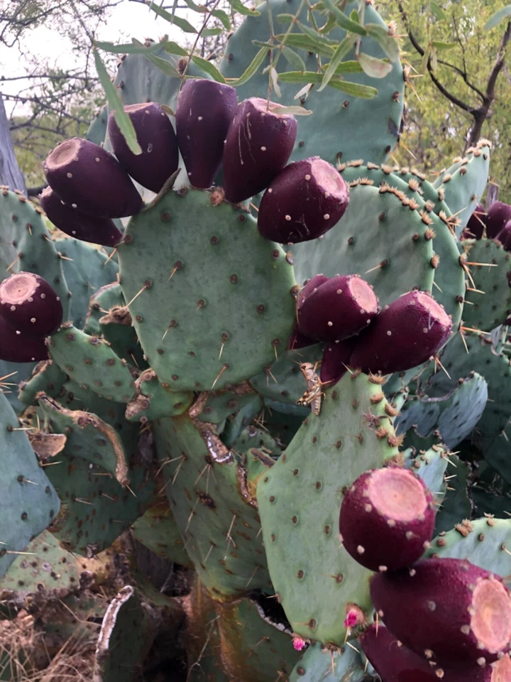 Jalea de cactus Wild Prickly Pear (frasco de 8 oz) de The Prickly Pear Pantry Foto 3 de 4