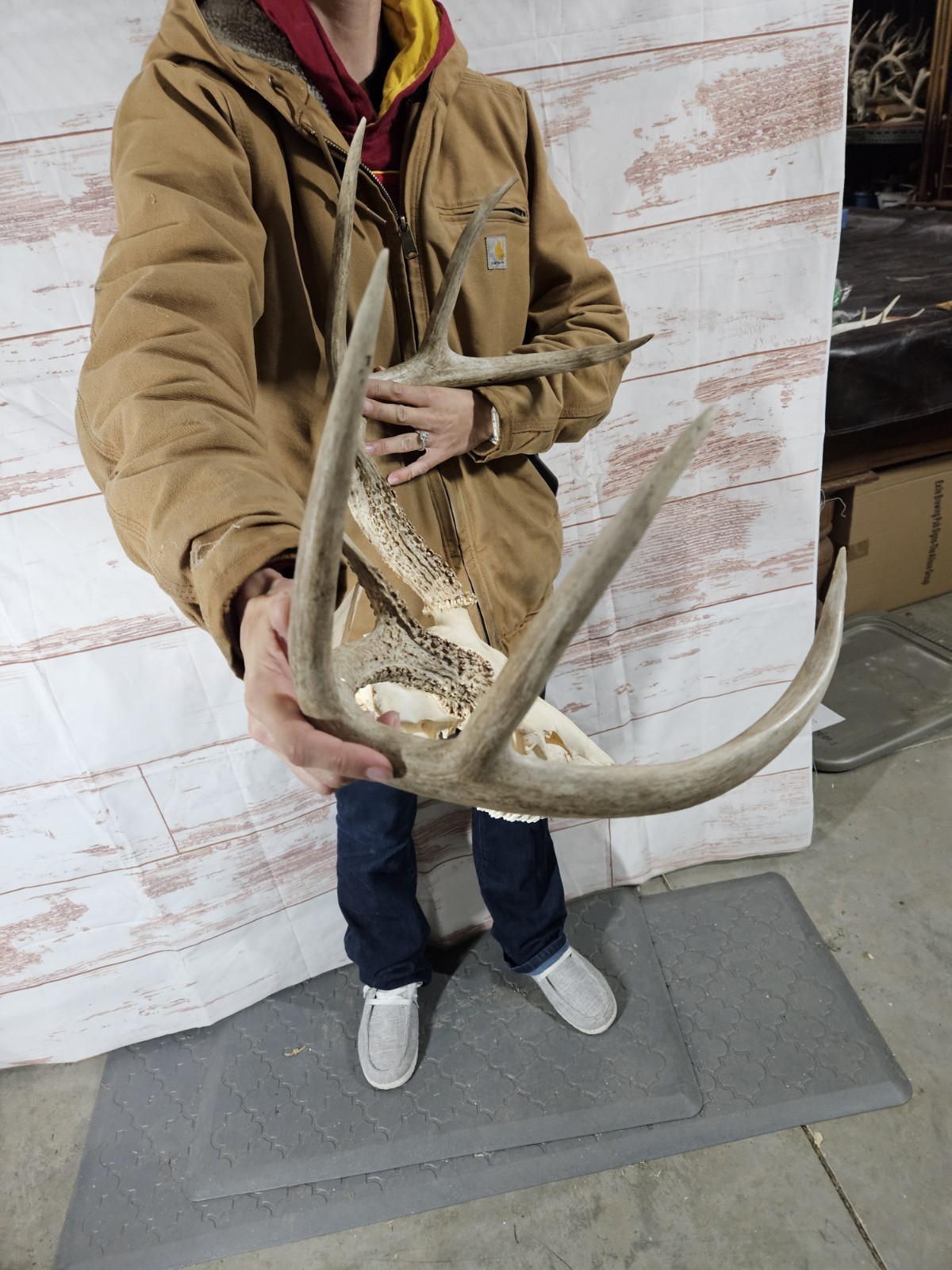 Wild 8 Point Whitetail Deer Antler Rack Horn Skull European Mount Man Cave 133"