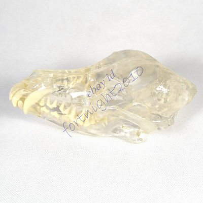 Canine dog Head transparent clear Anatomy jaw vet Veterinary Model &Teeth tooth