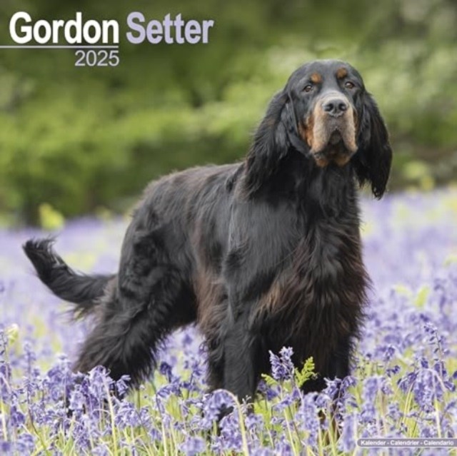 Gordon Setter Calendar 2025 Square Dog Breed Wall Calendar - 16 Month (Calendar)