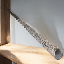 RARE BIG Huge Gemsbok Horn Oryx Oryx Shofar 29" 74 cm Kosher From Israel