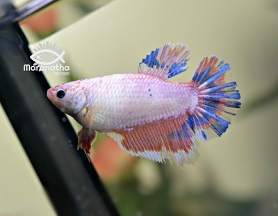 pink female betta
