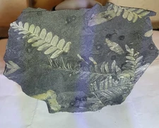 Fern Fossils, St. Clair, Pa Pennsylvanian Epoch, Llewellyn Formation