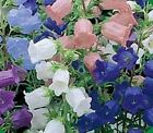 50+ Heirloom Campanula Canterbury Bells Perennial Flower Seed Mix / Great Gift