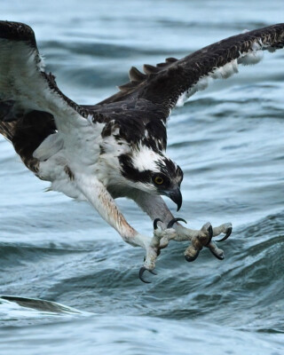 photograph of an osprey diving for fish