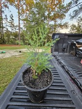 Eastern Red Cedar Trees Seedling 12-18