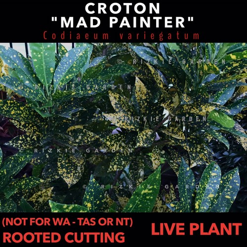⭐️OUT OF STOCK⭐️ - Croton "Mad Painter'' Rooted Cutting, Codiaeum variegatum - Picture 7 of 10