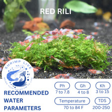 ShrimpLive 10 1 RED RILI Freshwater Neocaridina Shrimps Live Arrival Guarantee
