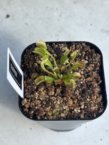 Venus Flytrap Sunrise Live Potted Carnivorous Plant Dionaea Muscipula See Photos - Picture 2 of 4