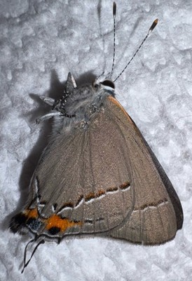 JS - GRAY HAIRSTREAK BUTTERFLY- Strymon melinus 2