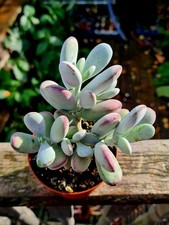 Cotyledon Orbiculata Oophylla | Round Leaf Navel-Wort succulent plant. 
