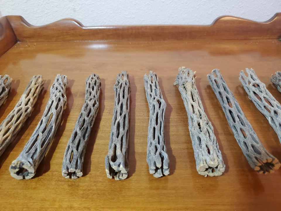 NEW! 6" inch CHOLLA Wood Pieces | 1/2" - 3/4" diameter | 10, 25, 50, 75, 100 pcs - Image 4 of 4