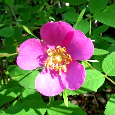 Alaska Wild Rose Flower - Rosa acicularis - 100+ Seeds - Rose Jam