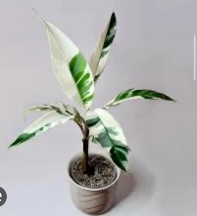 Banana Variagate