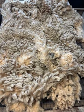 SALE 6.5lbs sheep Corriedale X fiber fleece spinning weaving felting hair lock