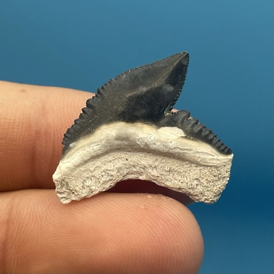 #ad Tiger Shark Tooth Fossil Bone Valley Florida Shark Tooth 1” $16.09