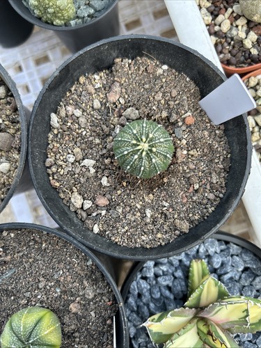 Specie rara Astrophytum Planet genere Douxiu trasformazione 3pz 3-4,5cm - Foto 3 di 4
