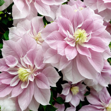 25 Double Light Pink Clematis Seeds Flower Seed Perennial Flowers Vine US SELLER