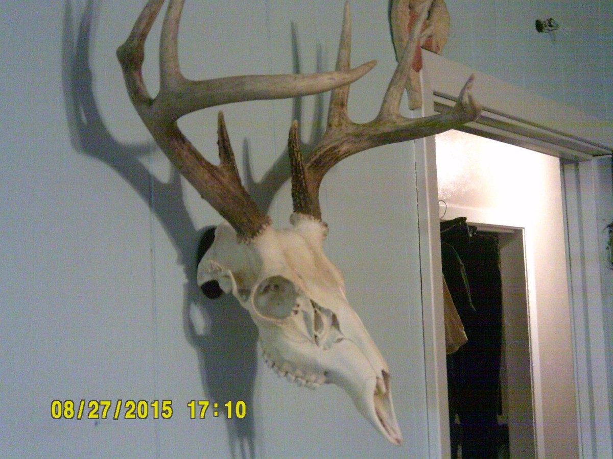 European Whitetail Skull Whitening Kit \(enough for one Skull\) works on any  skull